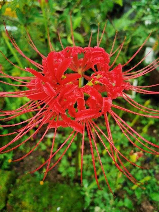 4种花真神奇，不长叶子先开花，原来原因在这里