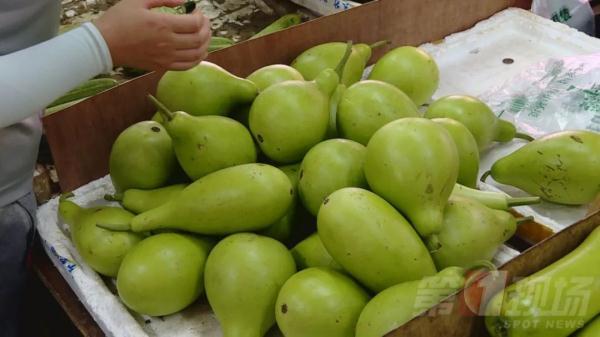 葫芦|广东人喜爱的这种“瓜”，误食会中毒！变苦千万别吃