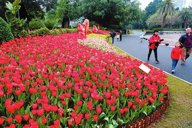 [玩乐足迹]南湖公园9000株郁金香开放