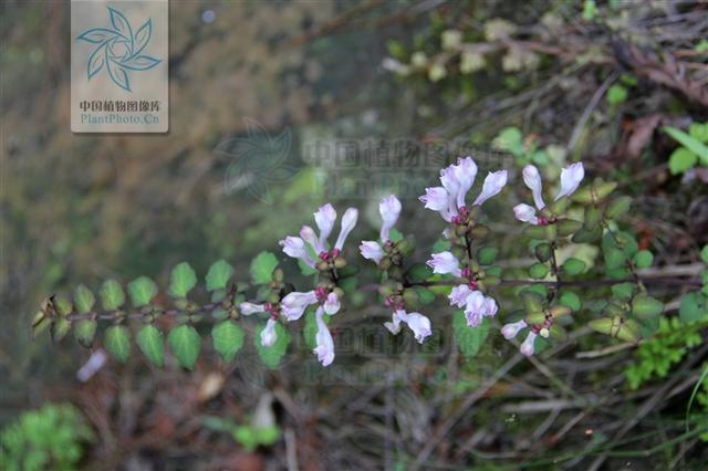 岩藿香，见过吗？能清热凉血，化瘀消肿