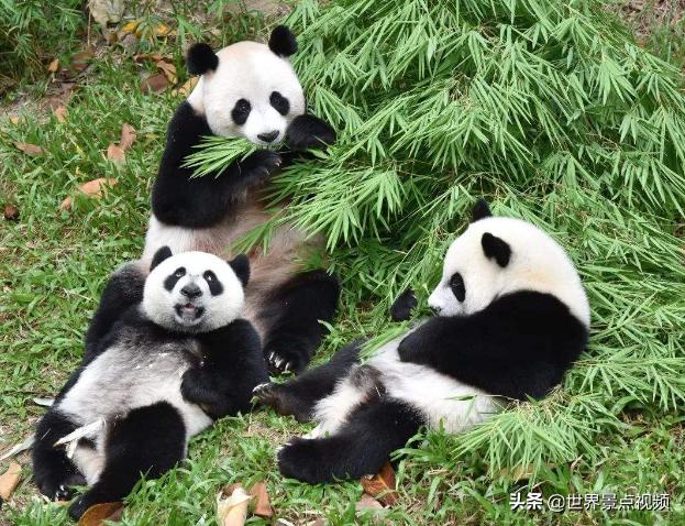 租不成中国大熊猫怎么办?印度自己造!网友:怪厉害的