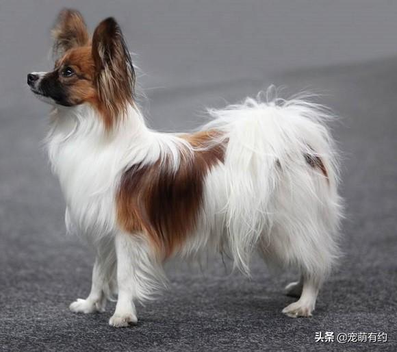 蝴蝶犬有两种,垂耳蝴蝶犬有返祖现象比较少见,若有那
