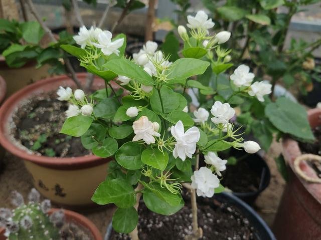 冬天修剪的茉莉花枝条，掌握“技巧”插土里，来年多出几十棵