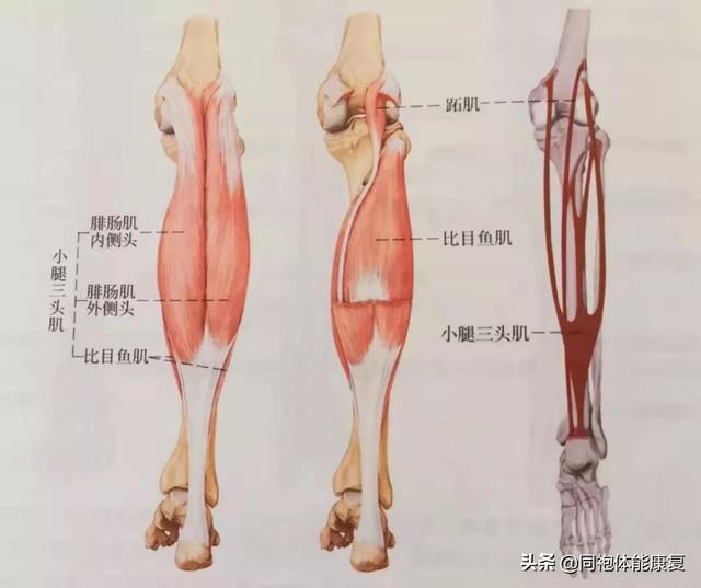 想要快点回家吃团圆饭？别让崴脚限制你的路