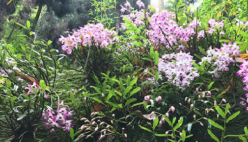 神农本草图经，薯蓣 菊花 甘草 人参 石斛 石龙芮