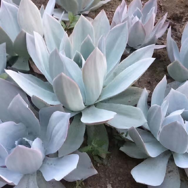 这“三多肉”遇水易窜芽，“寓意好”越老越值钱，可当“传家宝”