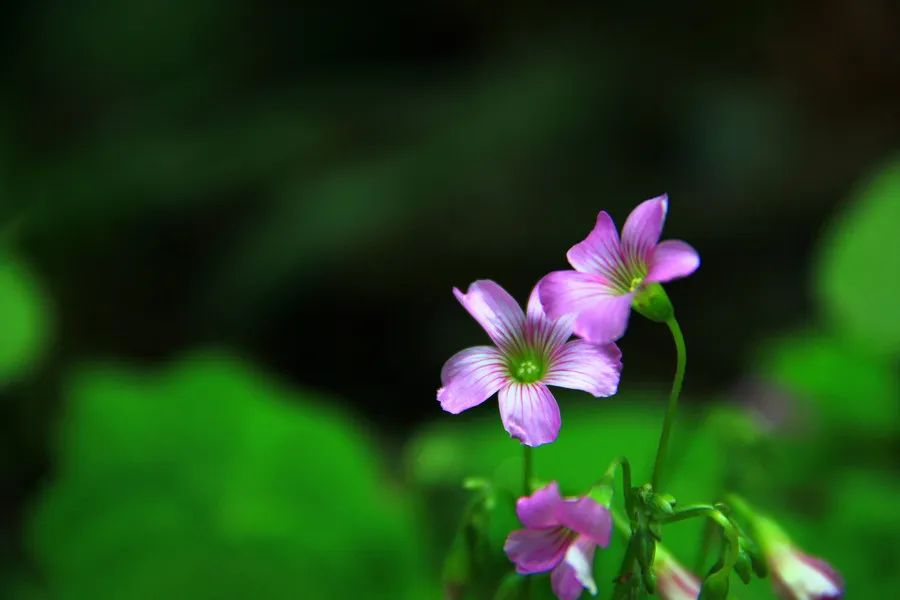 Goodbye March, Hello April! Don't Waste the Spring, Don't Be Sorry for Yourself!