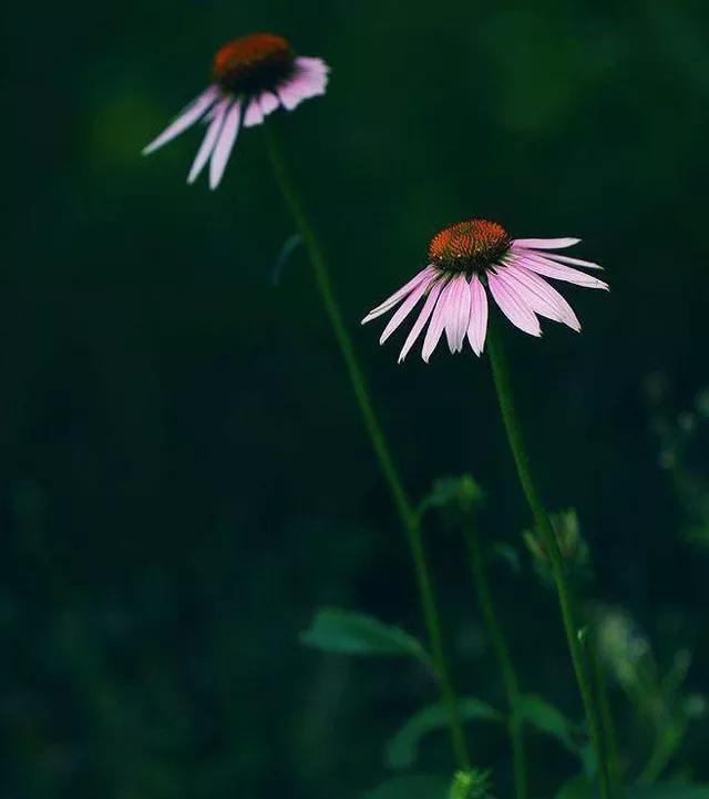 地被花卉篇——雨水花园里的植物们