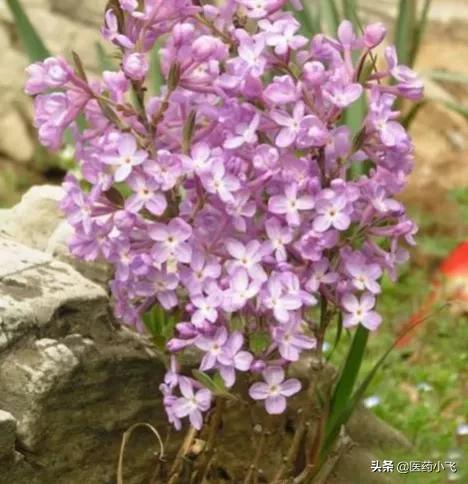 每日医药——芫花