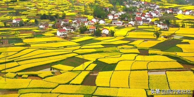 「约吗旅行」百万亩油菜花盛开，处处诗情画意，致最美的汉中油菜花
