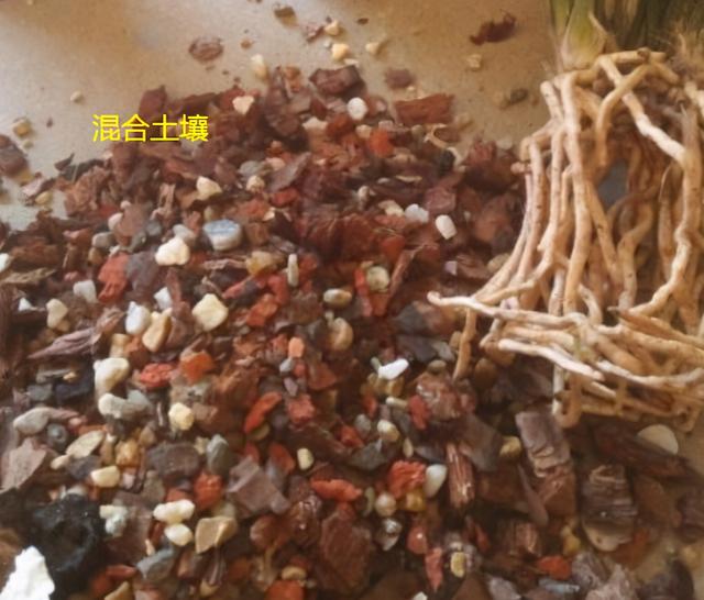 兰花易消苞，给它喂“三种水”，促春化催花芽，独苗绽放层叠群兰