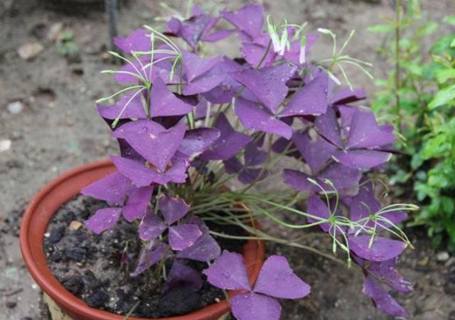阳台养盆"紫色酢浆草",颜色鲜艳,叶形优美,比花还好看