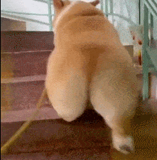 但是看到这张动图 相信大家就能懂了. 柯基臀和蜜桃臀的区别?