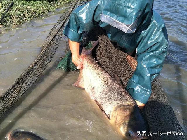 与白鲢一字之差，价值却远超白鲢，市场10元1斤，年底很抢手