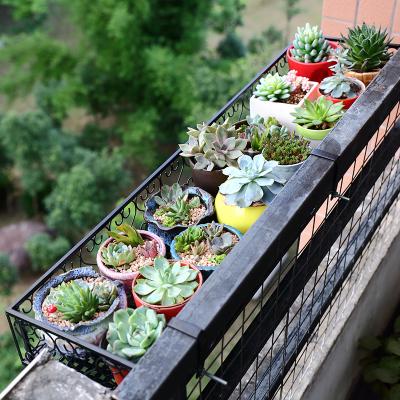 室内阳台养多肉，不要掉以轻心！密封空间盆栽更需注意细节