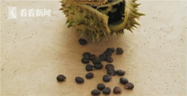 野菜|这些东西别乱吃 大学生吃曼陀罗种子祛痘住进ICU