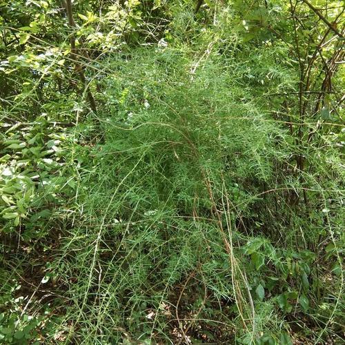 神农本草图经 | 柏实 菌桂 牡桂 天门冬 麦门冬