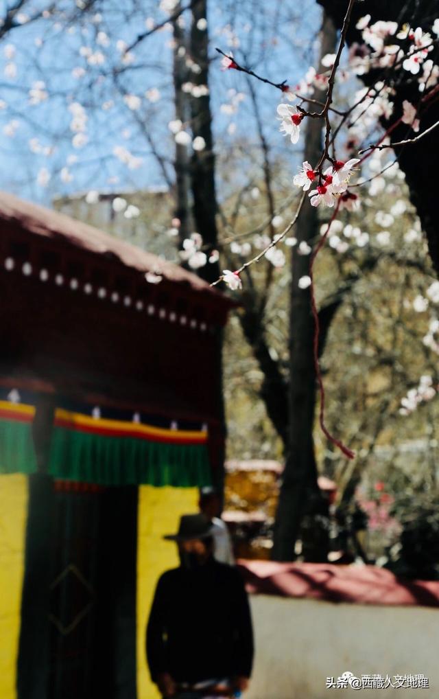 「世界那么大」春分，拉萨一树桃花的温柔倾诉