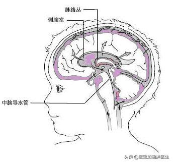 你的育儿经▲#洪医生看出生缺陷#——胎儿脑袋里有泡泡，这是异常吗？