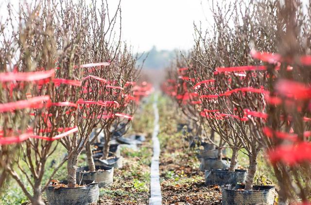 节前广州花卉行情如何？年桔蝴蝶兰“愁”，鲜