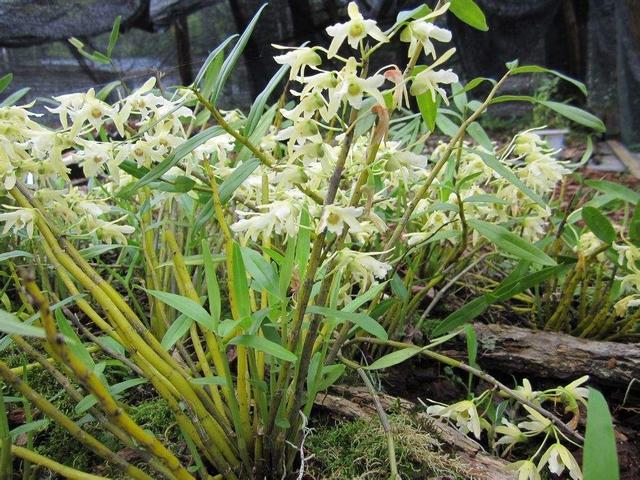 神农本草图经，薯蓣 菊花 甘草 人参 石斛 石龙芮