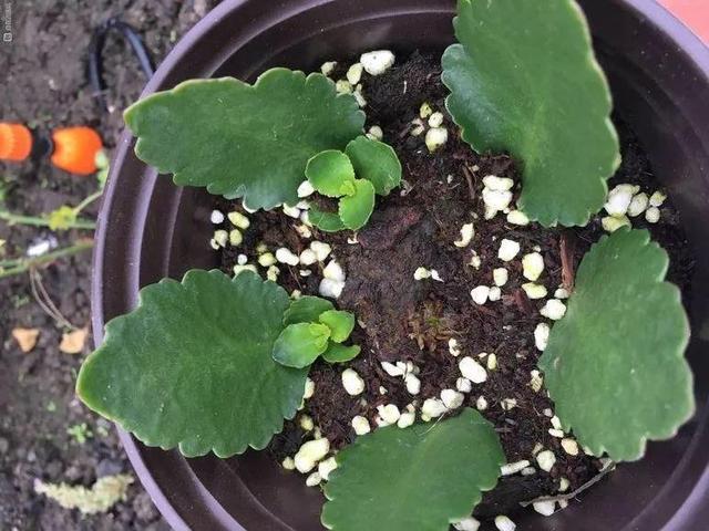 枝条|养长寿花6年，总结“5点”经验，一盆能变50盆，开花停不下来