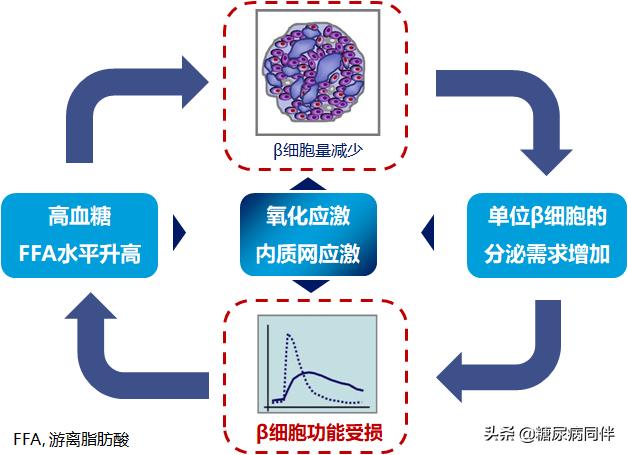 糖尿病人改善胰岛β细胞功能：强化治疗的可能机制解析