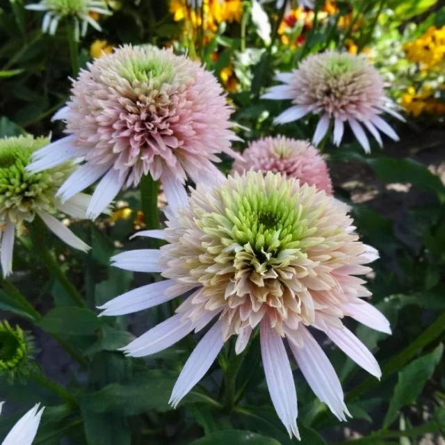 夏季庭院里一抹浓艳的色彩——松果菊