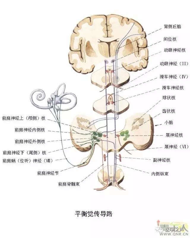 WoW，最全神经系统解剖图来了