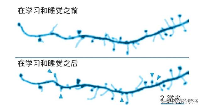 【你的育儿经】《学会如何学习》：大脑是神奇的工具箱，你只需要学会如何使用它