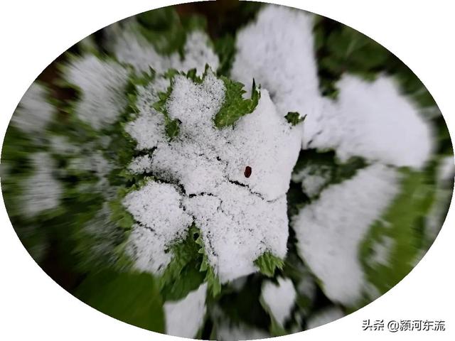 人生如雪，来去清白