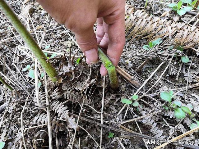 食用超2千年，民间视为“山野菜之王”，却有人说它致癌，真的吗