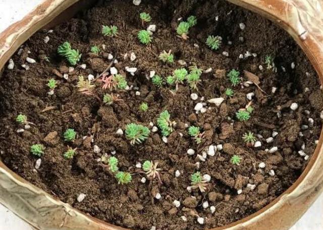 被忽视多年的薄雪万年草，重新回归花友视线，靠的是颜值