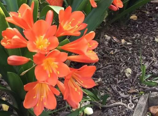 养君子兰、长寿花，盆里撒点“万能肥”，新芽猛长，呼呼开花