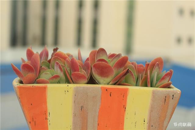 唐印，从绿得像菜，到红得真萌