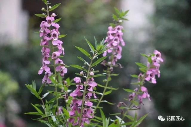 佳语姐的6月花事