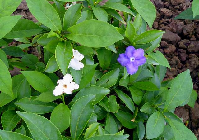 一朵茉莉开两色花，花香浓郁颜值高，名叫鸳鸯茉莉