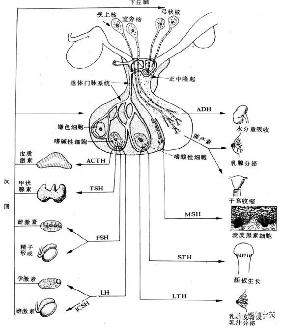 垂体病变的MRI诊断