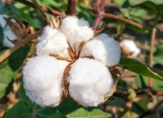 棉花|小铭切瓜 | 万万没想到，中国的棉花不但能够做衣服还能治病