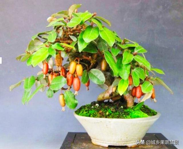 胡颓子盆景的取材,制作与养护,叶革质光亮,白花红果,垂吊优美