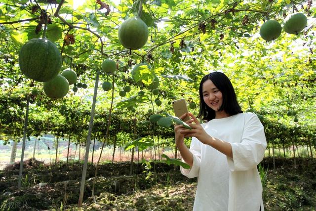 岳美中医案精读之七——读“大柴胡汤合小陷胸汤治疗黄疸痞满”案