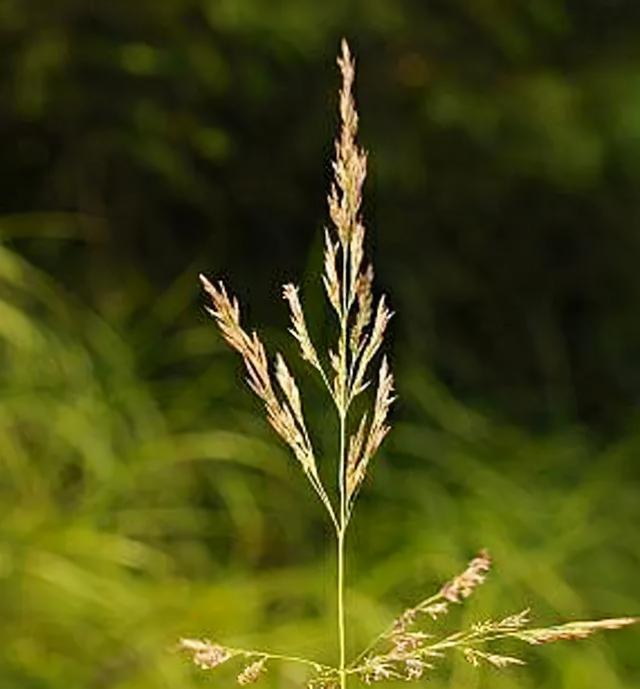 地被花卉篇——雨水花园里的植物们