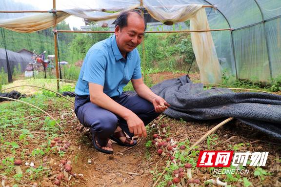 红网40年基层奋斗史,铺就“致富路”——记龙山县大堰坪社区党总支书记张炳清