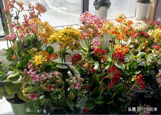 家养3种花，让它们“交接班”，一年开花365天，阳台变花海