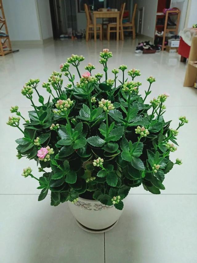 冬季是长寿花花期，做好3步很关键，一次长30个花枝，花色更艳