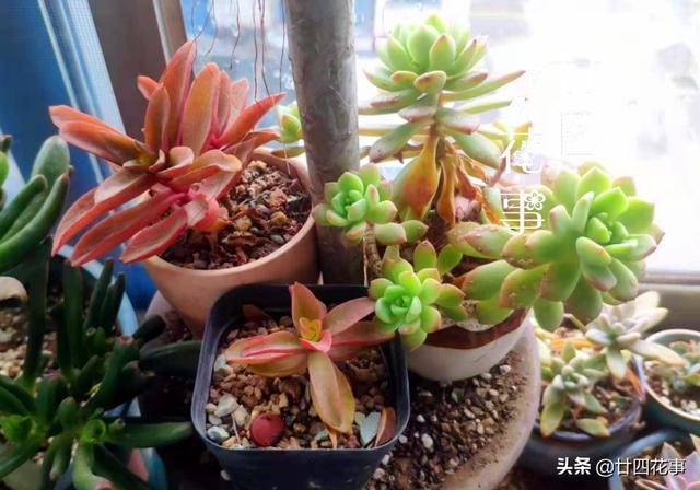 阳台很小，养不了太多花？巧用6个小方法，多养3倍还不止