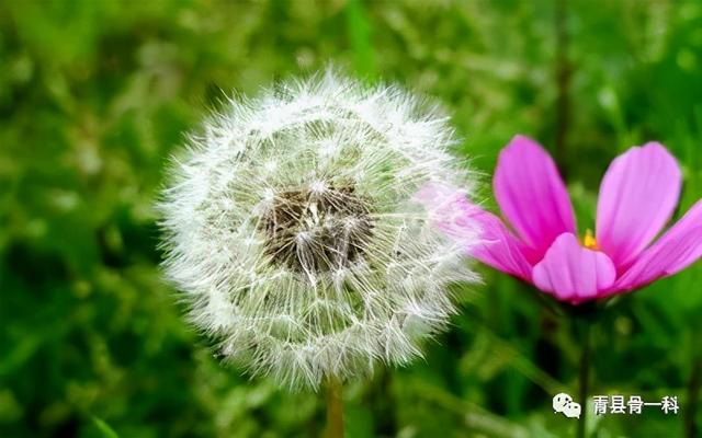 「每日心语」微风轻轻的吹拂，柳絮轻轻的过眼