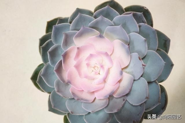 这种多肉带锦，实际是“假锦”，价格贵养不活，谁买谁吃亏