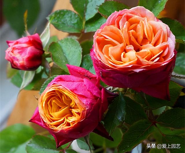 花开成串的小包子月季，首选浪漫三宝和她们的姐妹