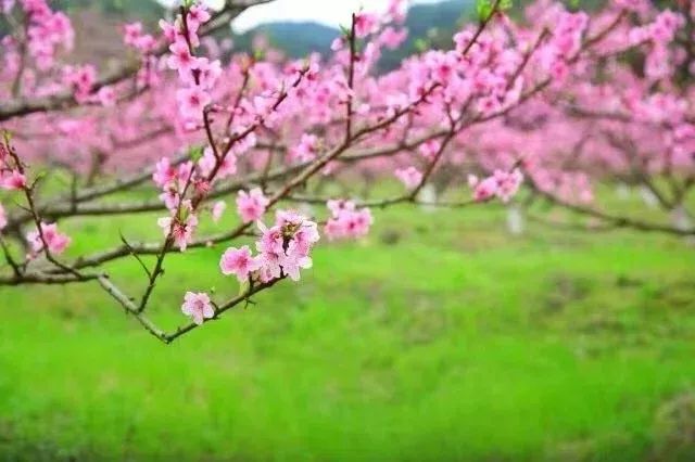 Homeland Countryside, Soul's Return